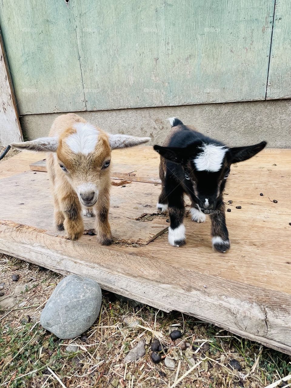 Goat babies
