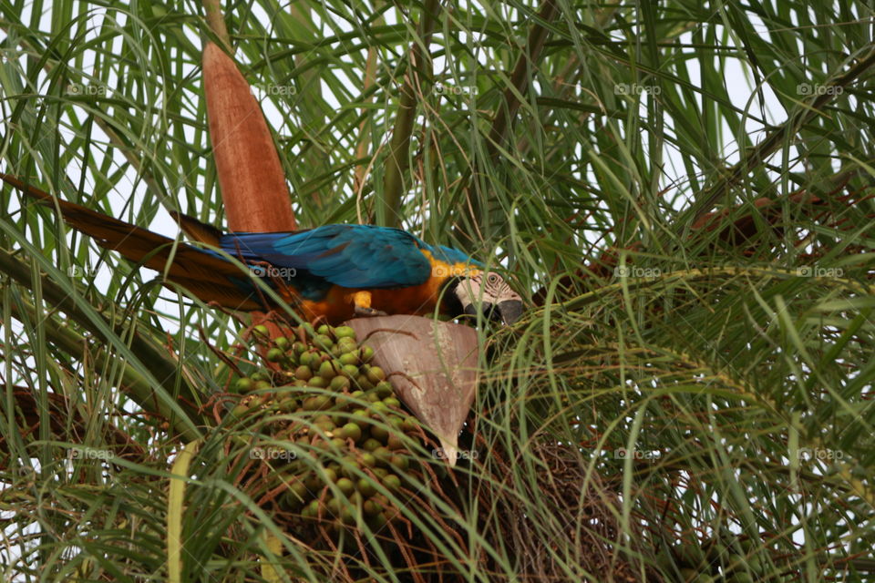 Arara Canindé/Canindé Macaw