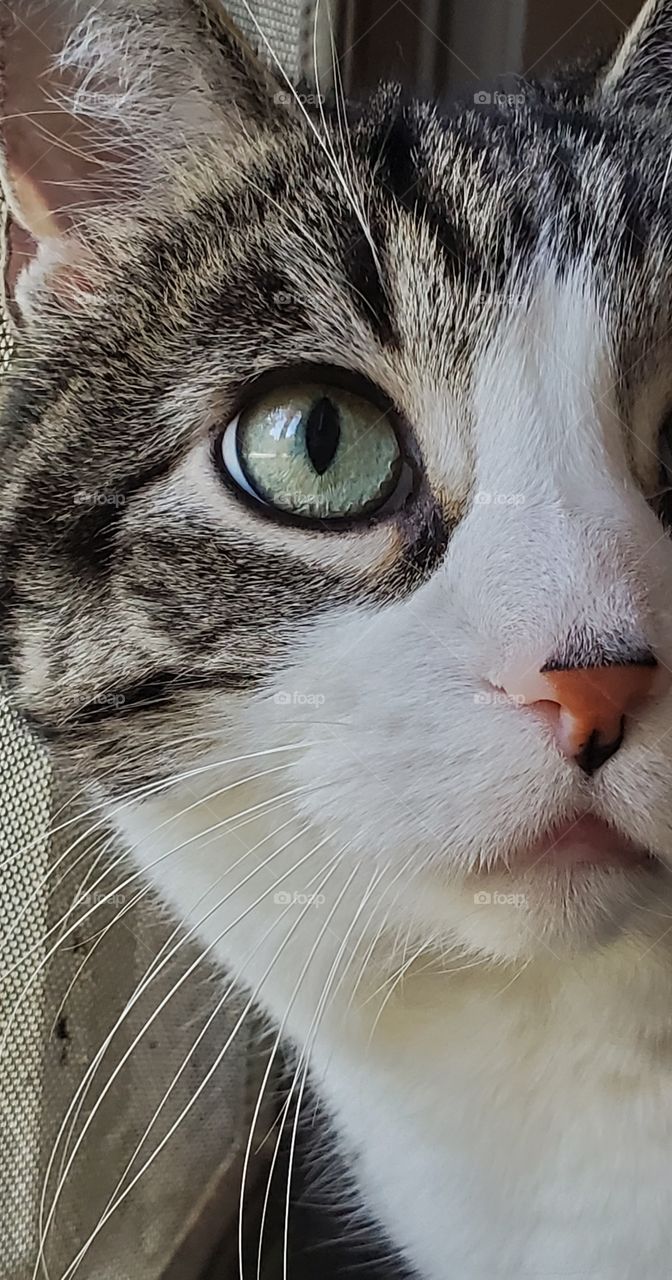 cat eye closeup