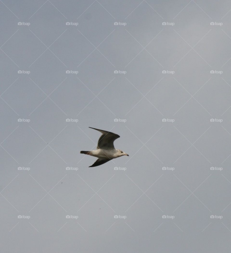 Seagull in flight 