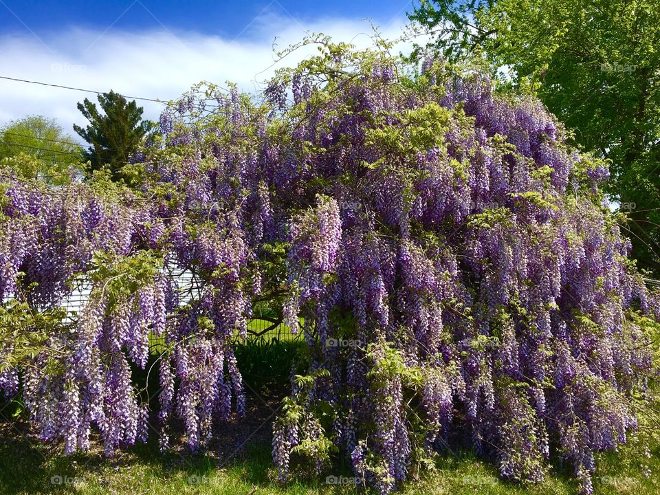 Wisteria tree