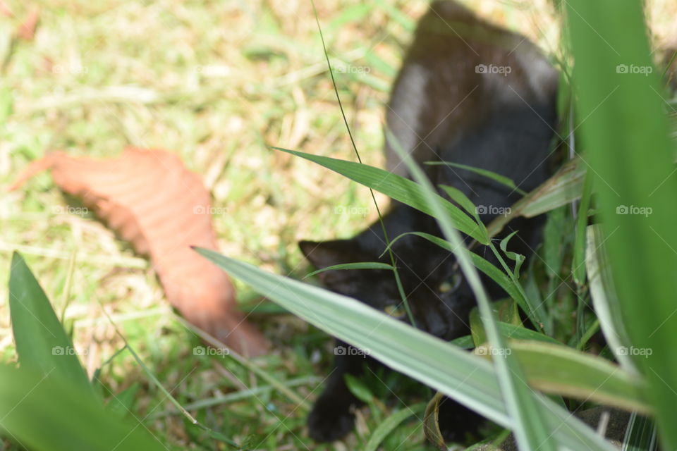 Looks it's another black beauty