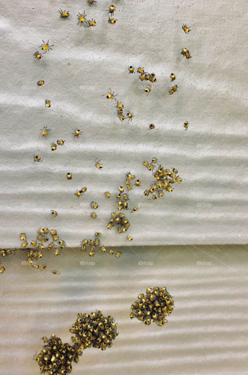 Spider Mother’s Day 2