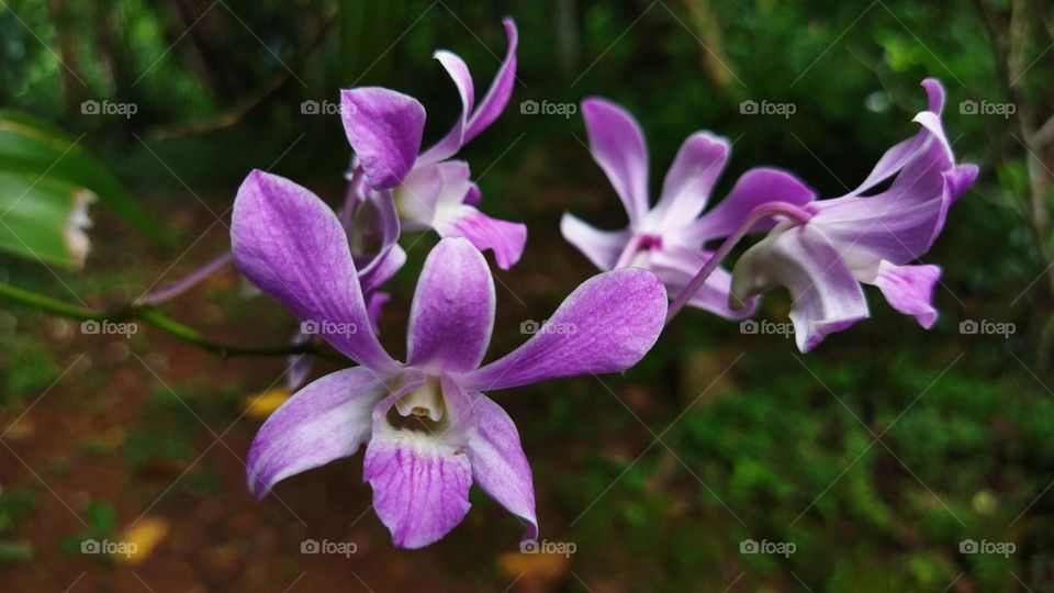 Purple orchid flowers