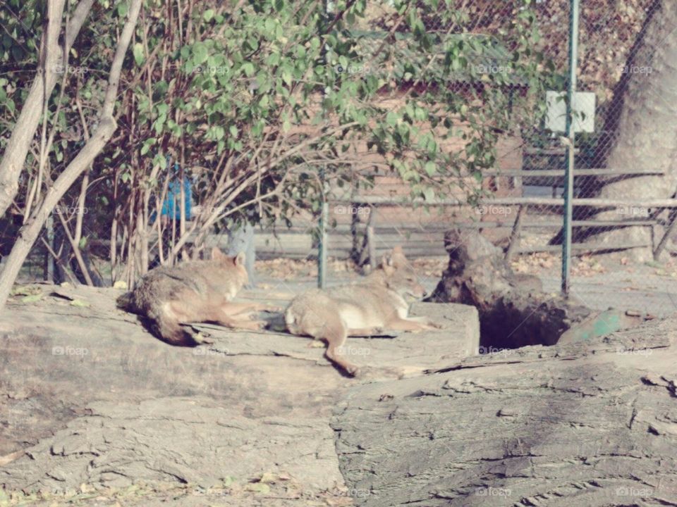 Jackals Bulgaria Zoo Animals