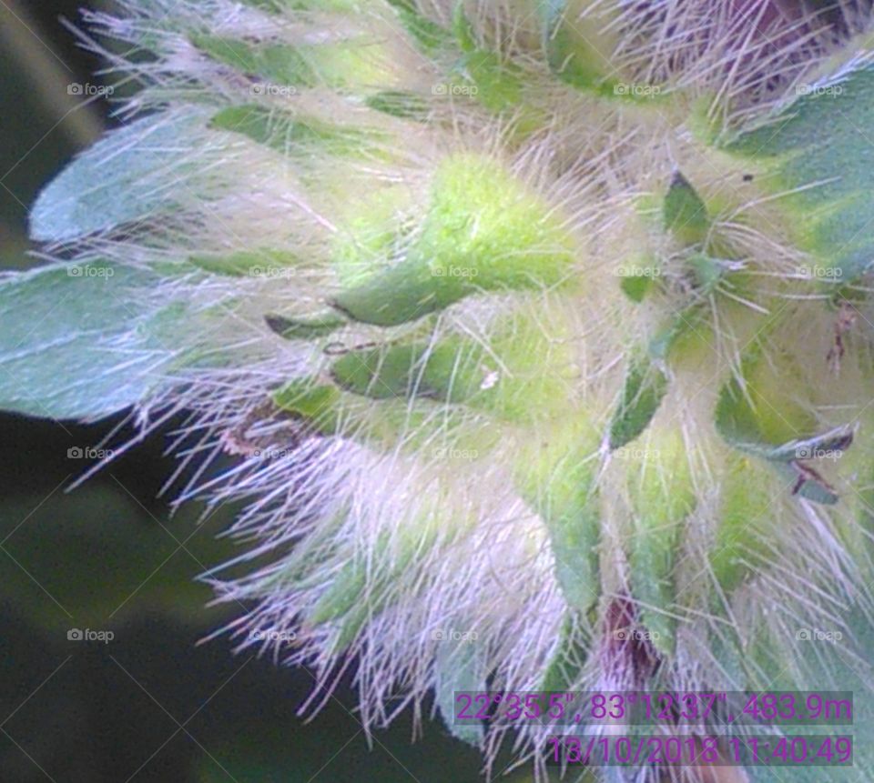 This is leafs degen of hair showing nice.