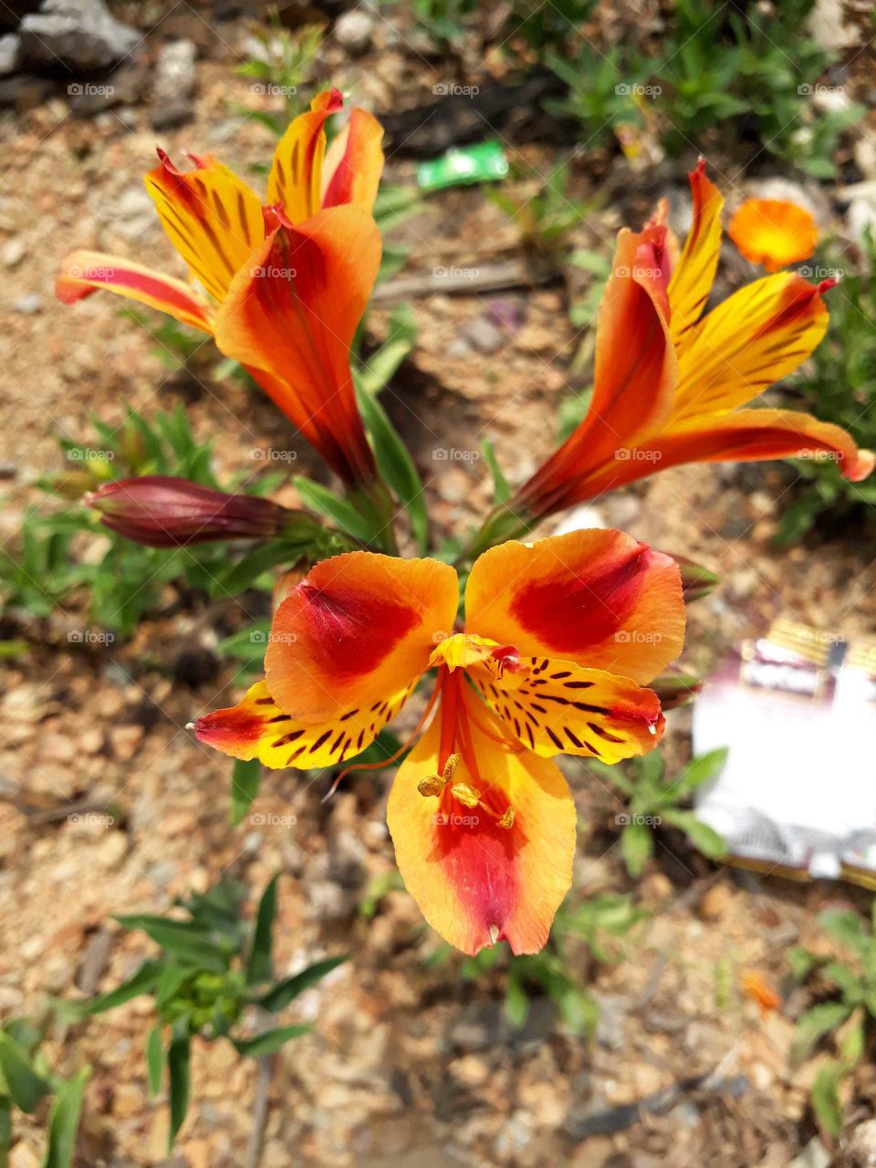 Spring time alstroemeria