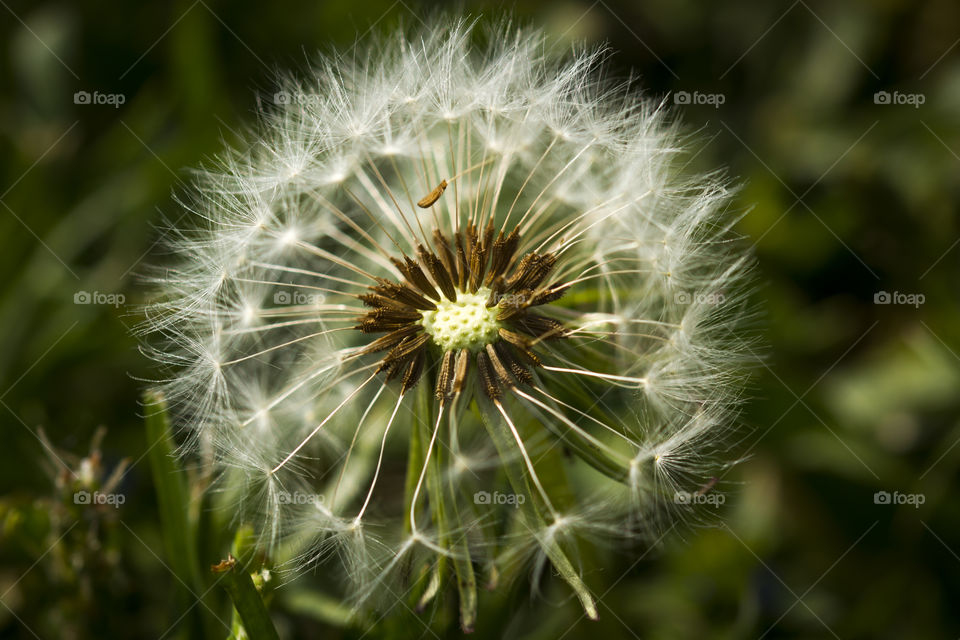 Dandelion blowball