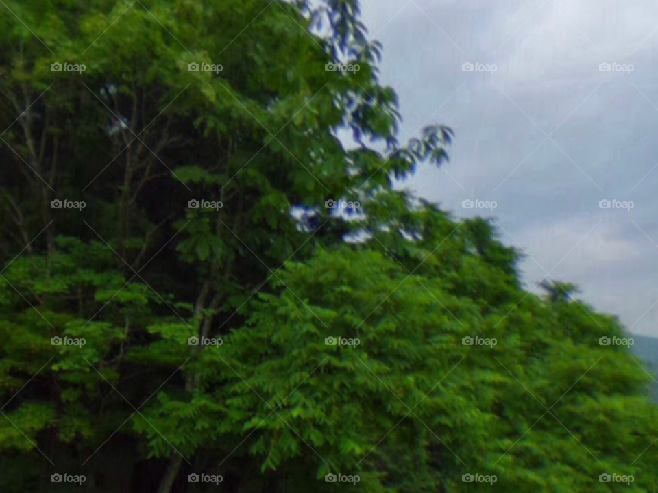 Красивый лес 