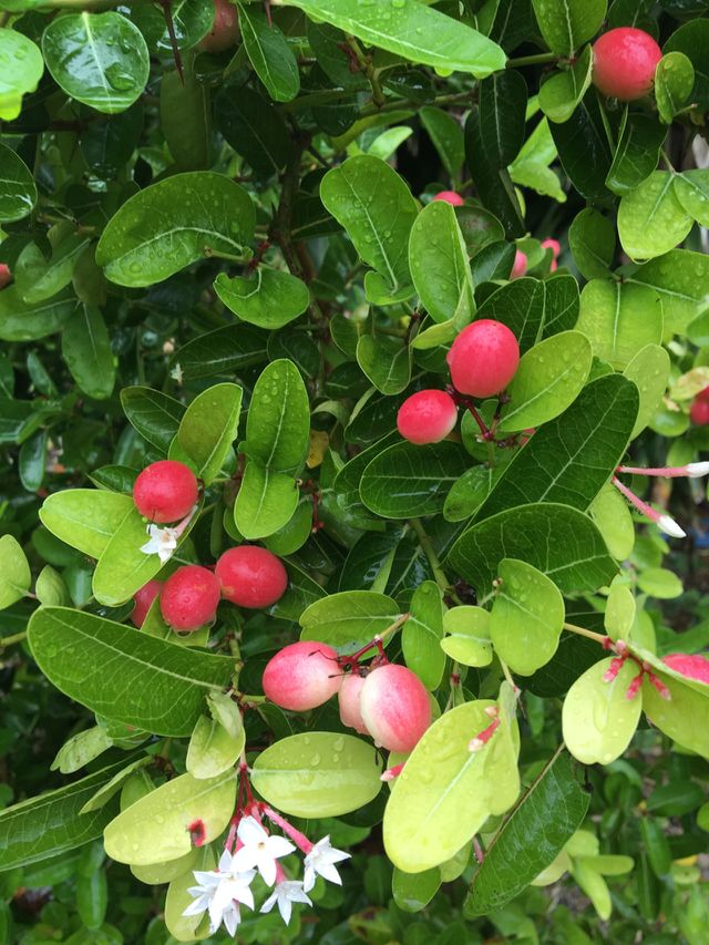 fruit red 