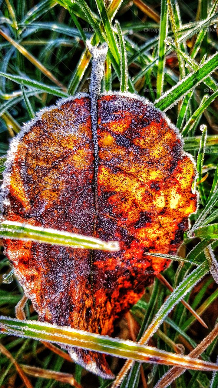 Frosty leaf on the grass with sunlight behind it