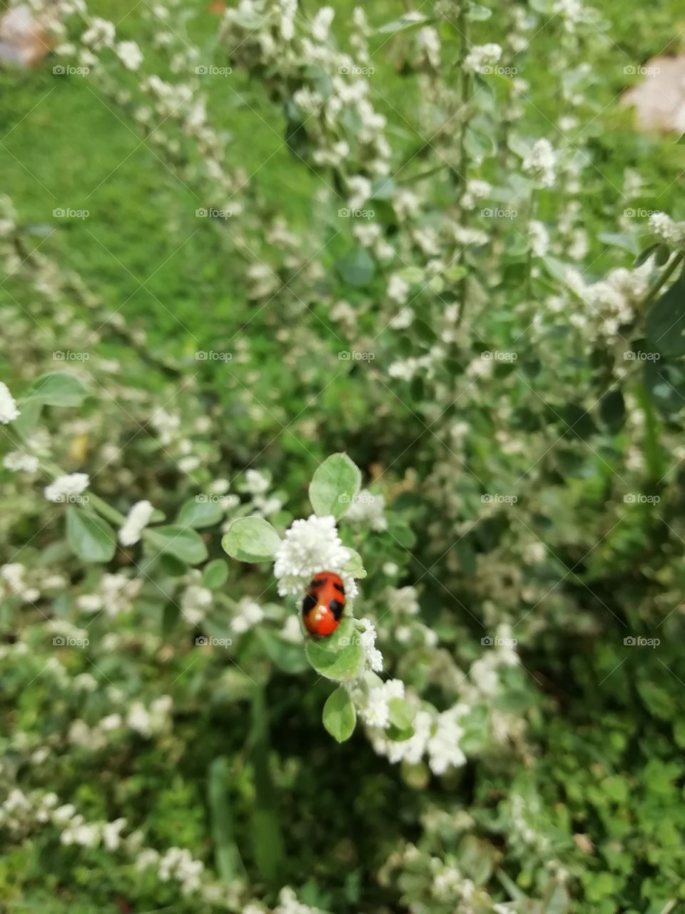 Distance and close up snaps of a Red and Black dotted bug