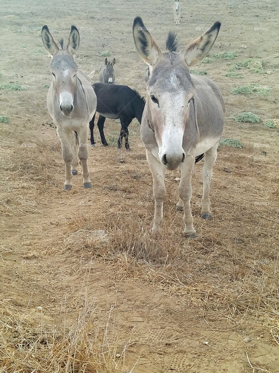 Mammal, Animal, Grass, Wildlife, Wild