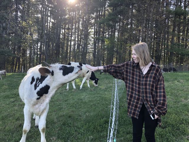 Sterling College, Craftsbury Common, VT Lilly & a cow