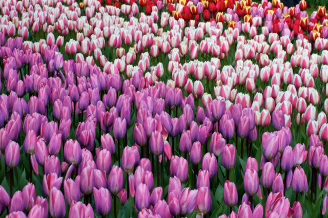 Spring flowers and pink flower in field