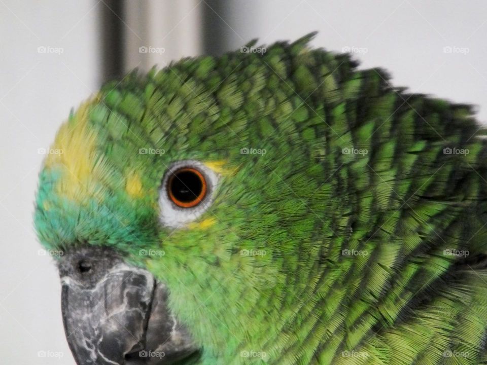 Blue fronted amazon with attentive look