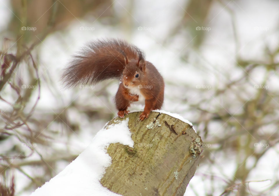 Squirrel in snow, cold days!