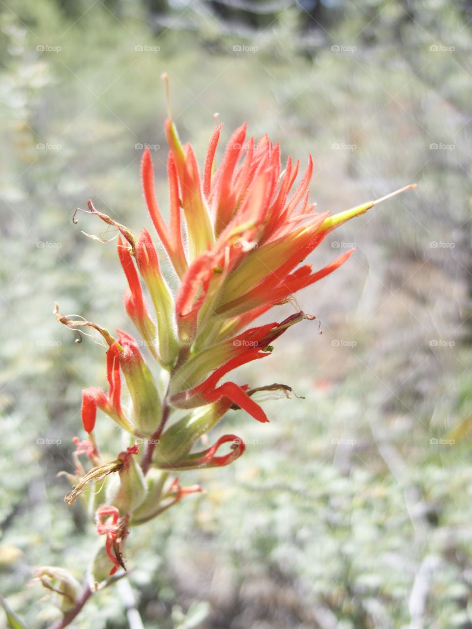 A detailed closeup of the bright red petals of wild Indian Paintbrush high in the mountains of Central Oregon on a sunny summer morning.