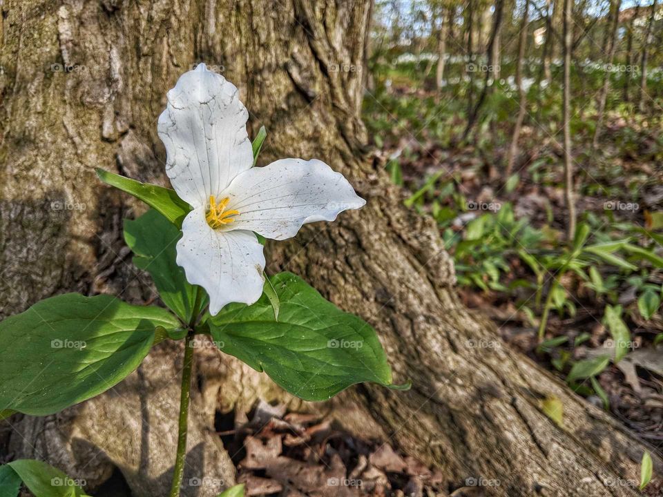 Ontario trillium standing proud and strong