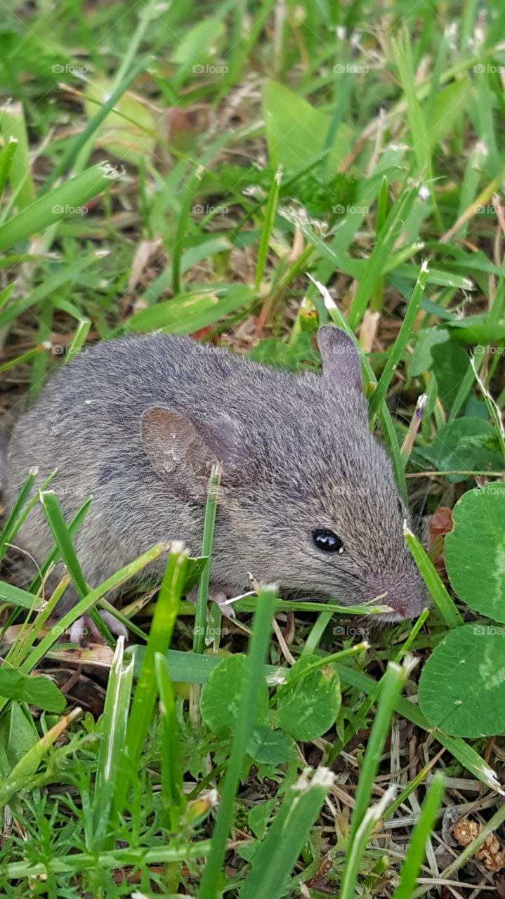 summer mice. small mice om our lawn.