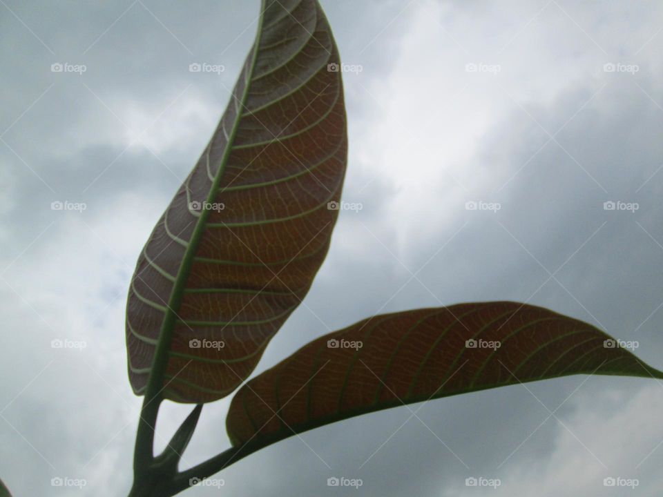 Two leaf of a sunny day