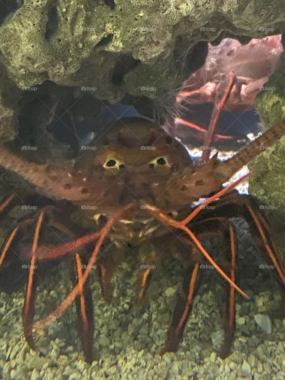 saltwater crawfish