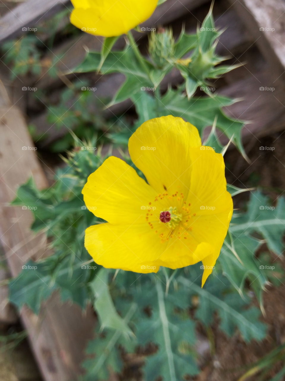 yellow petal with red centre buds