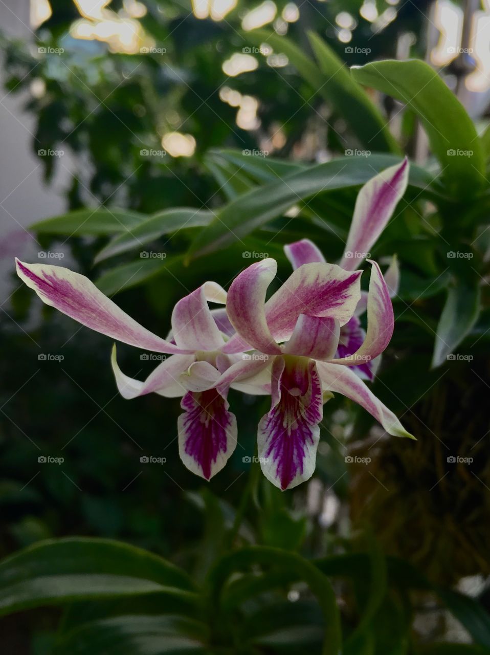 Dendrobium mini gipsy