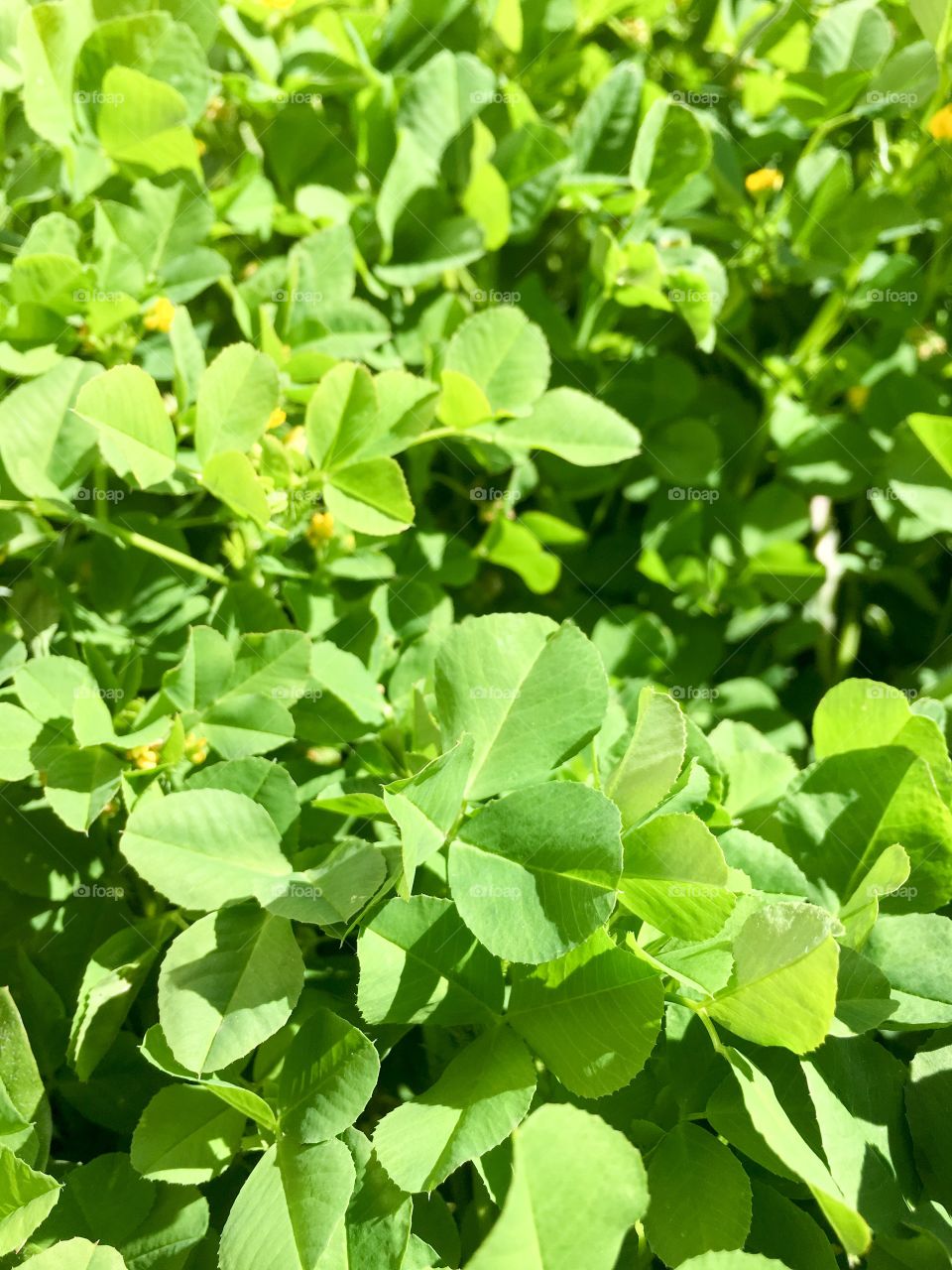 Clover closeup