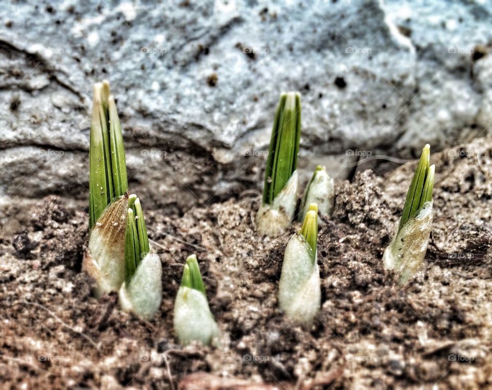 Spring Shoots