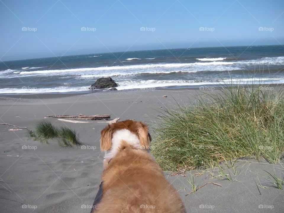 Ginger checking the surf