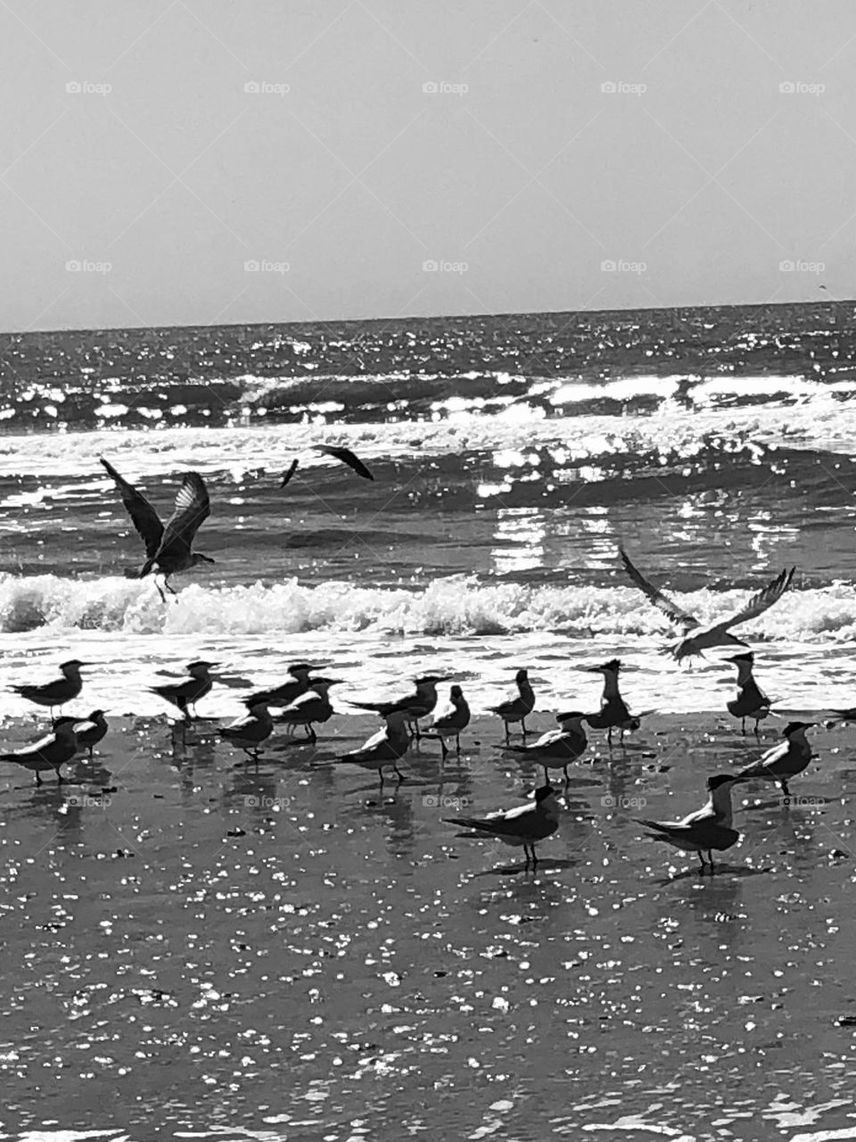 Caught a flock of Terns while driving down the beach in Matagorda- some took flight and had to be black and white. 