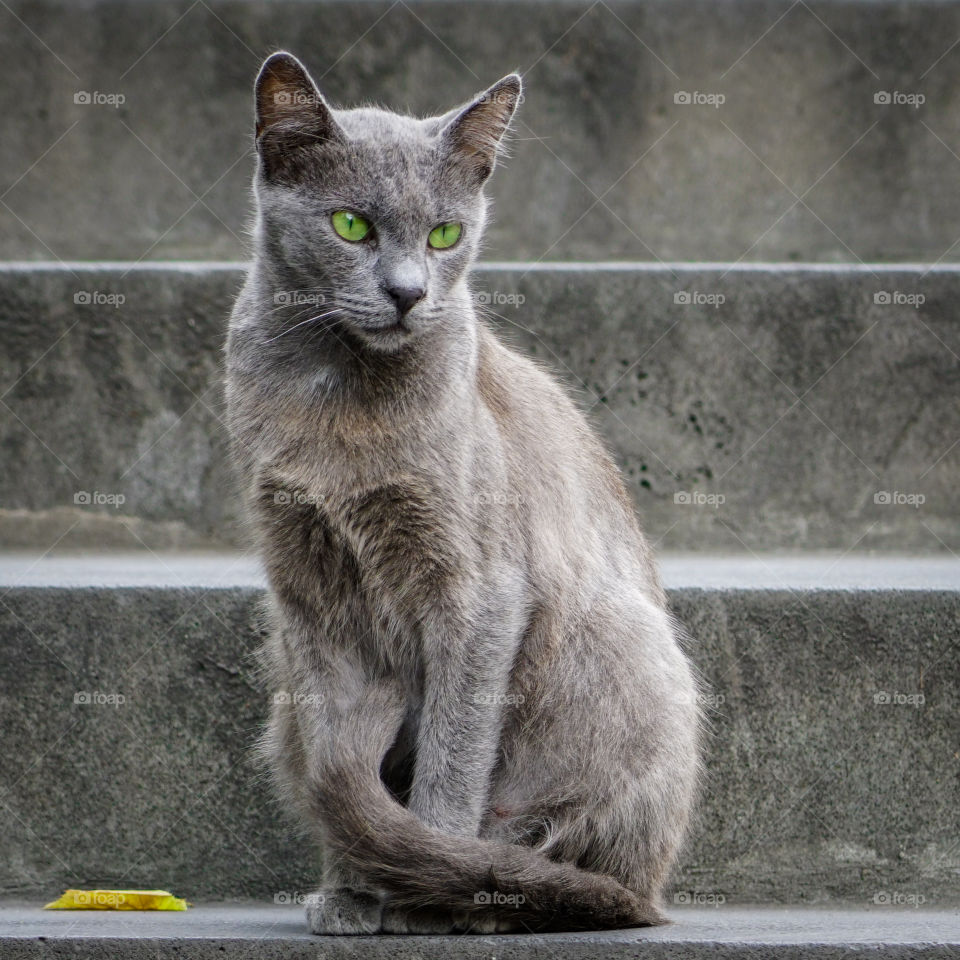 beautiful  green eyes