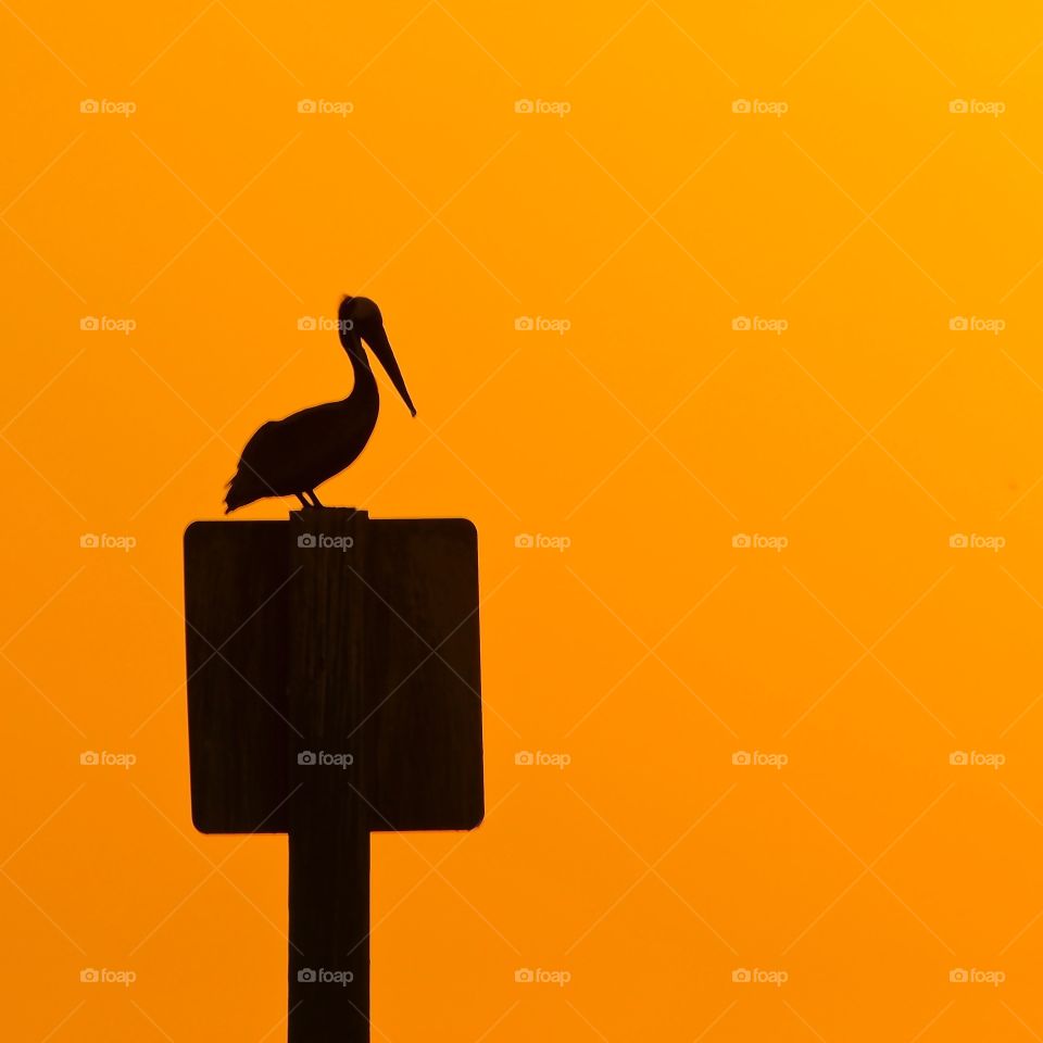 Nice silhouette of a pelican during sunset