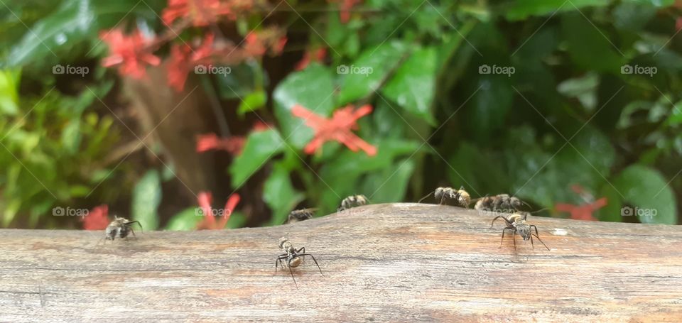 Ants invasion