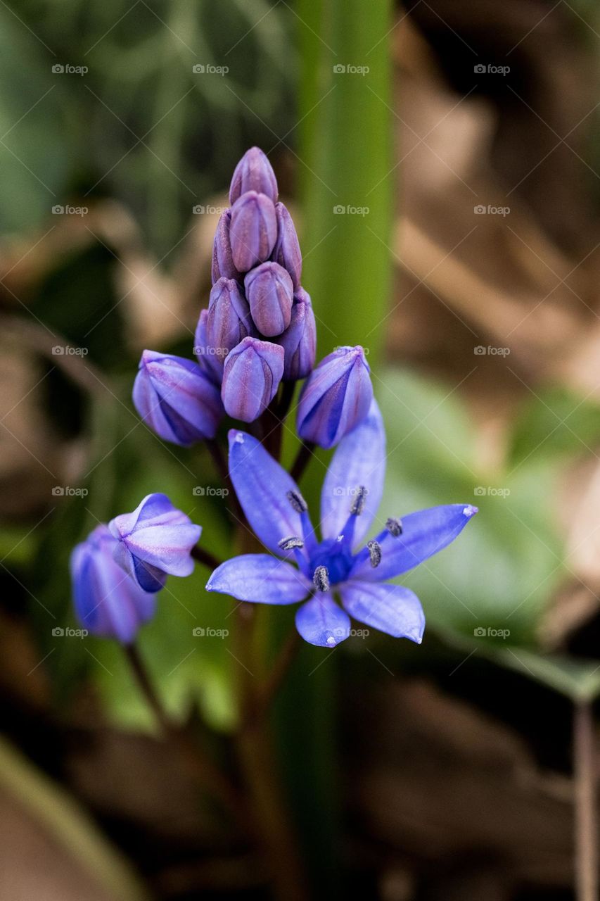 a beautiful blue flower, in a woods near Bucharest, announcing that spring is here