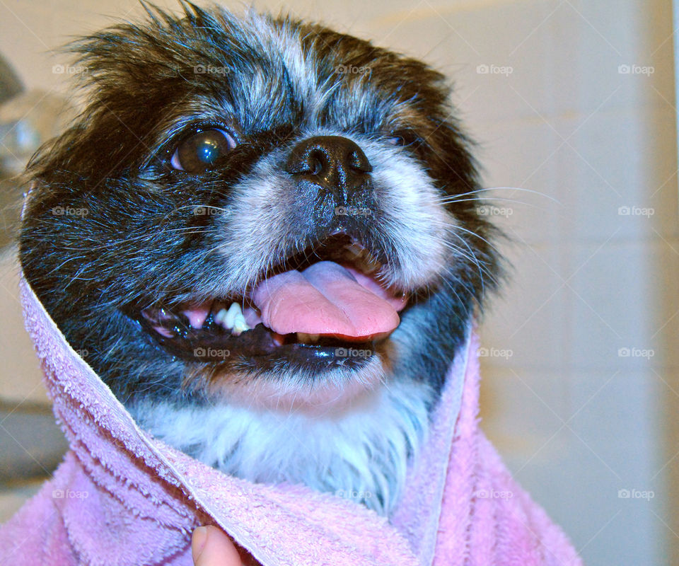 Portrait of pekingese dog wrapped in a towel