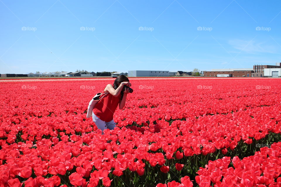 Tulip Field Photographer