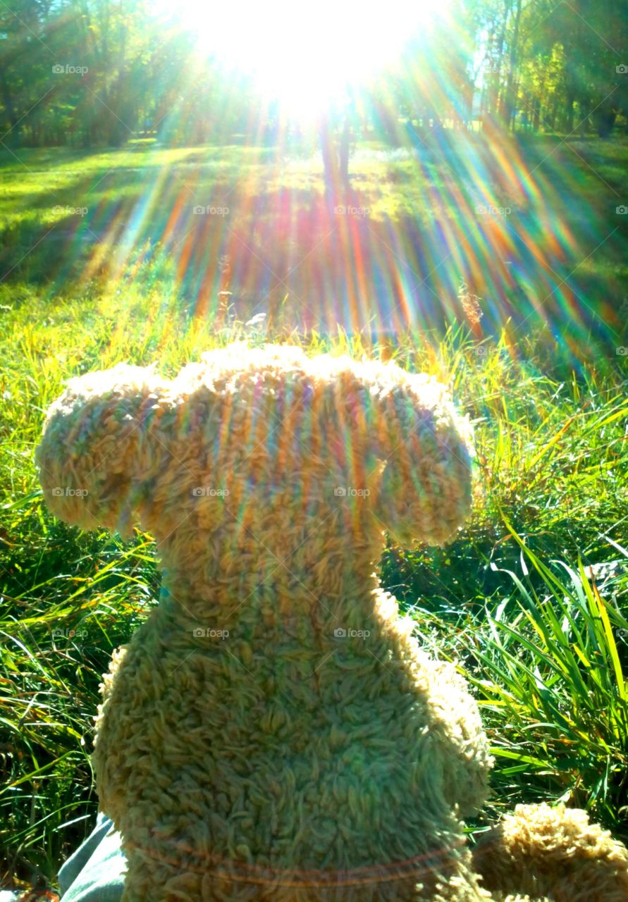 Nature, Grass, No Person, Outdoors, Summer