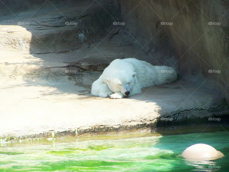 Polar bear in Philadelphia Zoo