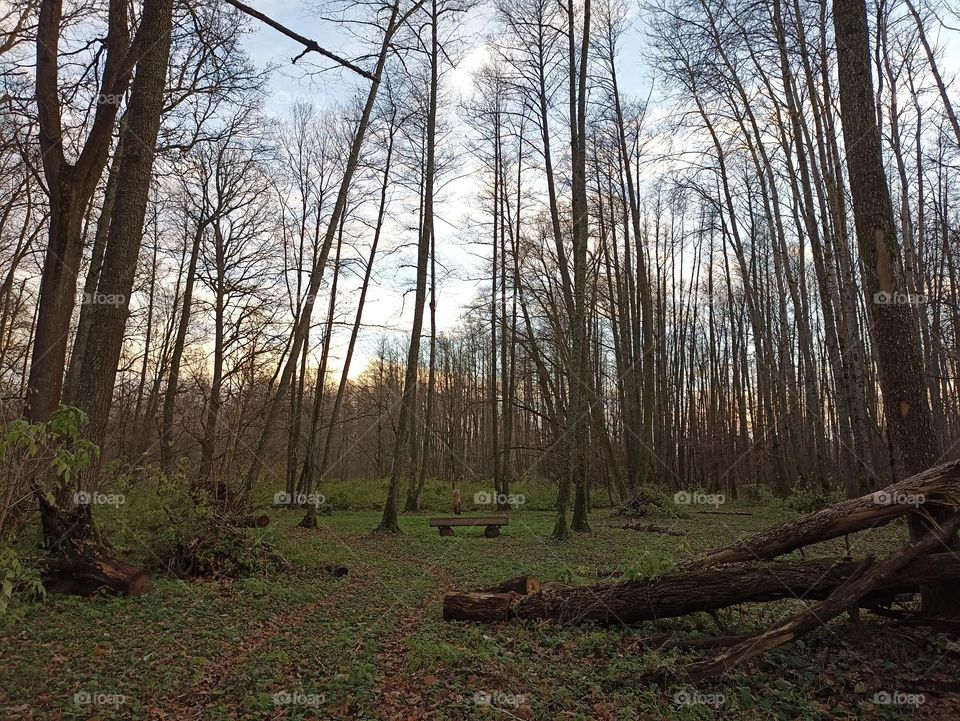 A clearing in the forest