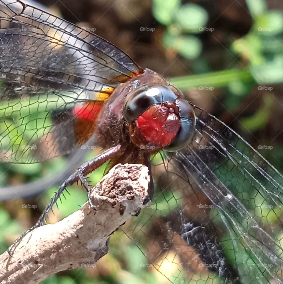 The sun turns the dragonfly red in naturally.