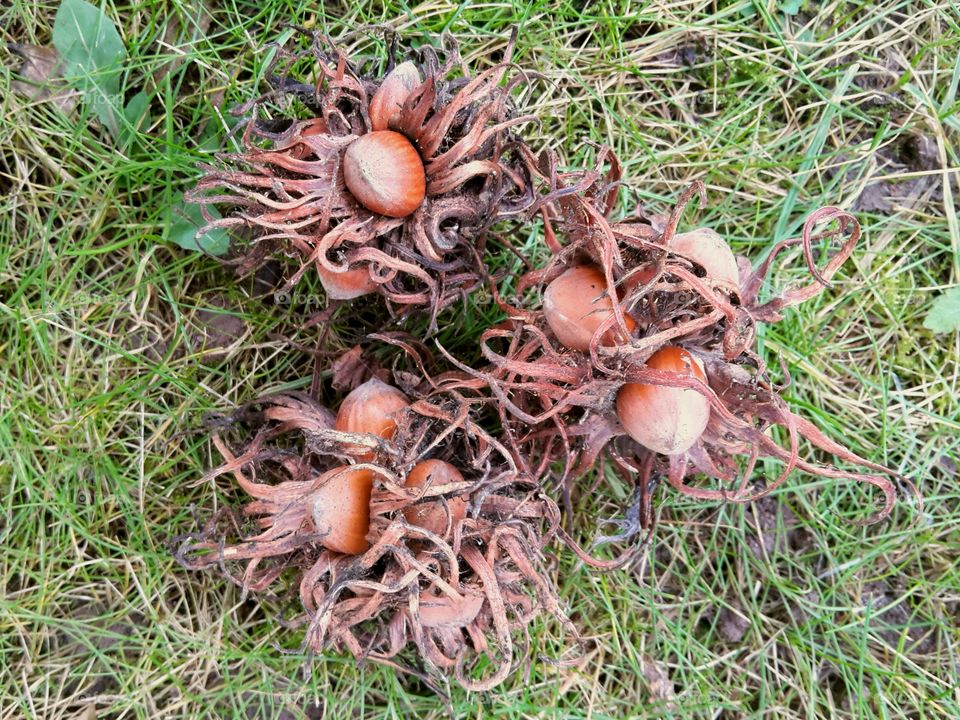 hazelnuts fallen from hogweed