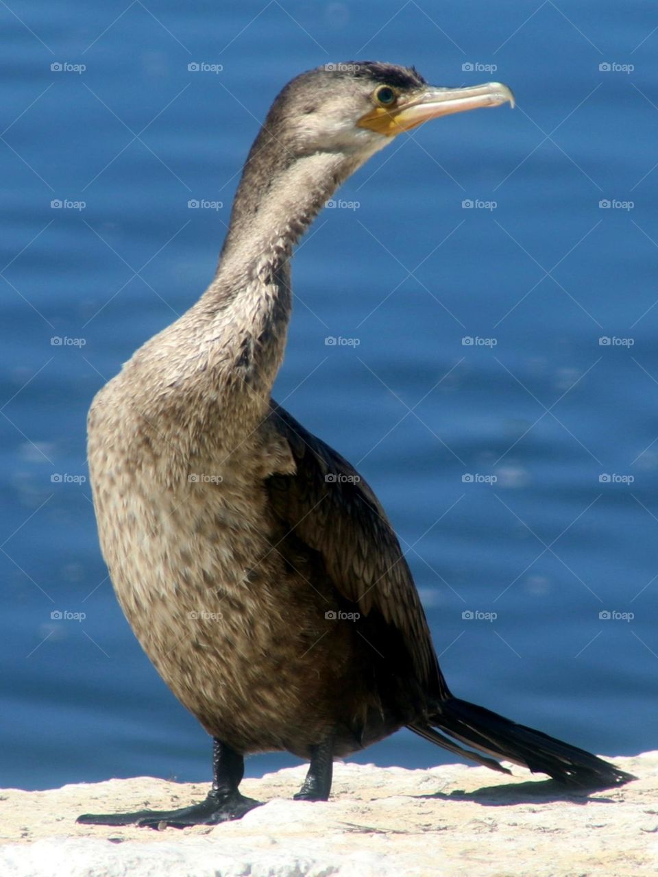Cormorant on a Rock
