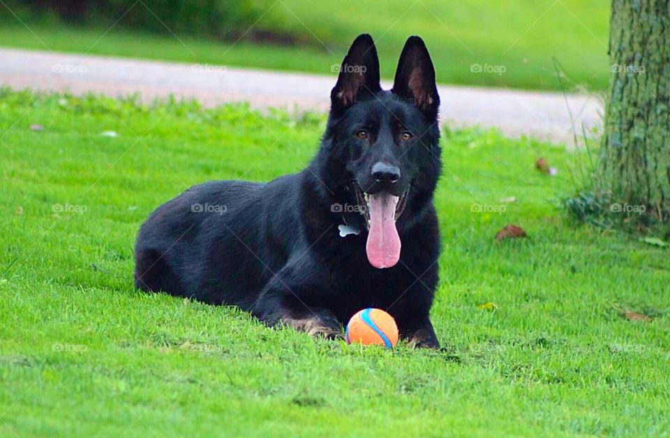 Arrow and his Ball. Black German Shepherd posing with his ball. 