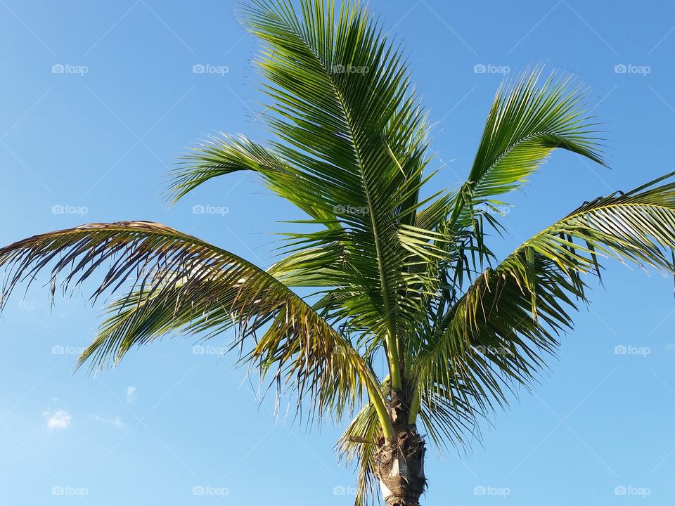 Close-up of palm tree