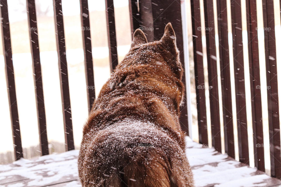 snow covered Husky