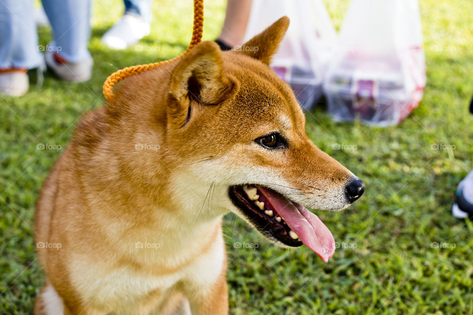 A dog playing in the field. (shiba inu)
