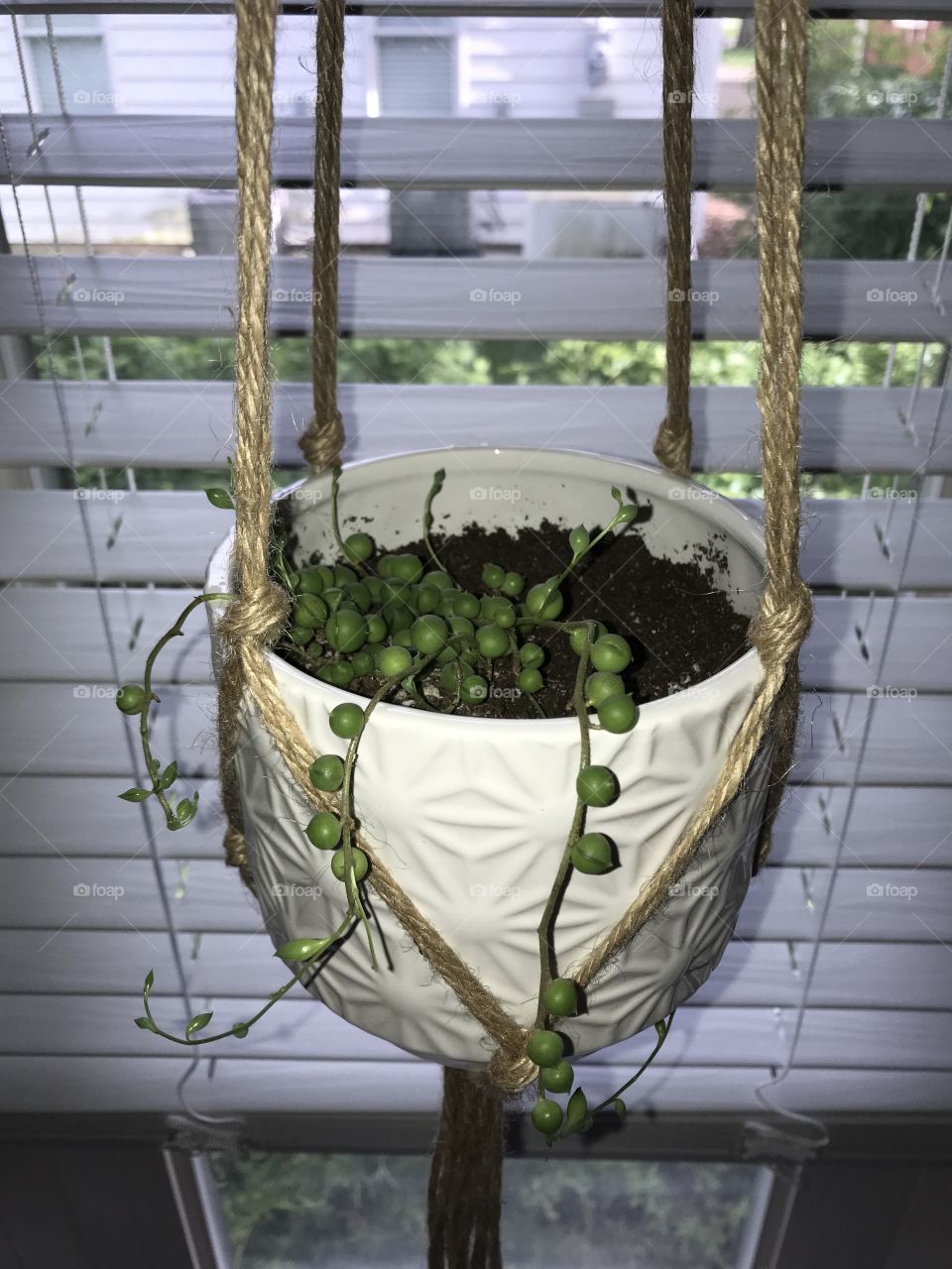 String of pearls succulent plant in white pot hanging in window  