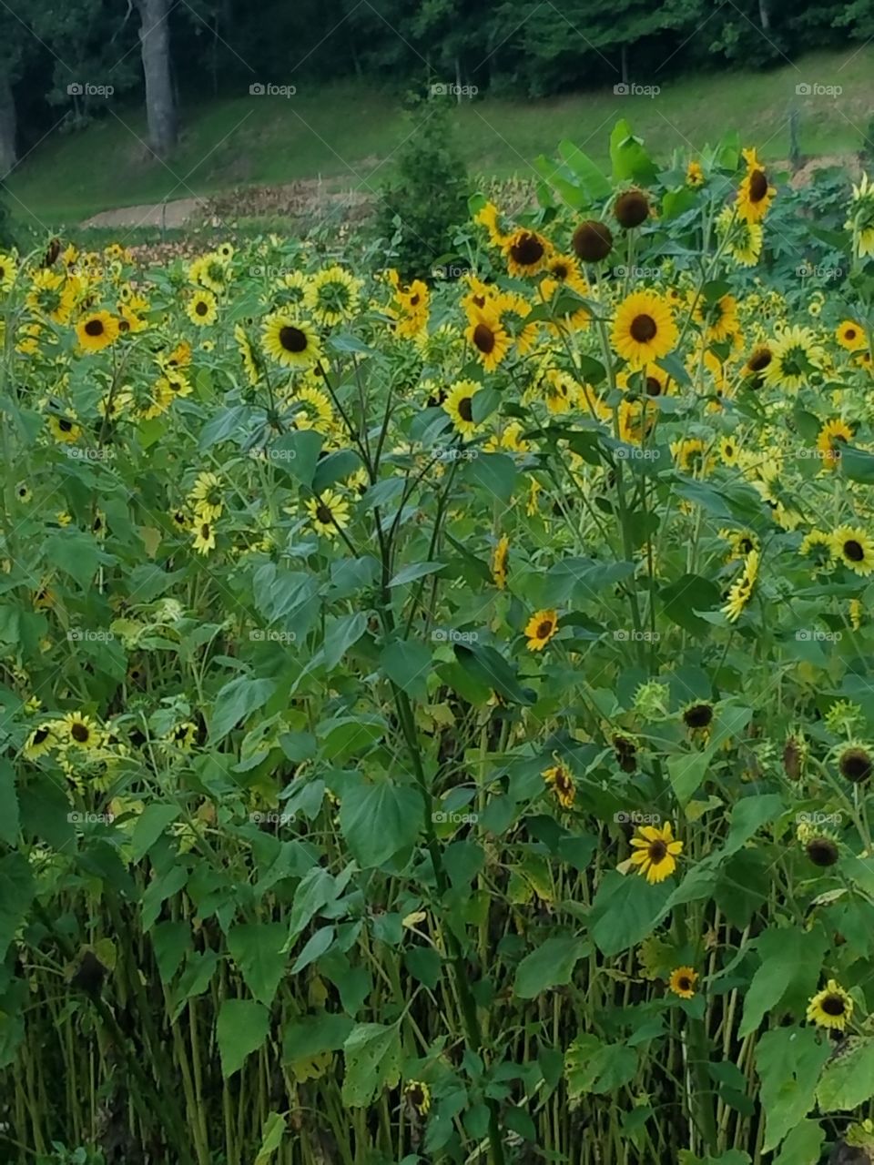 Happy sunflowers